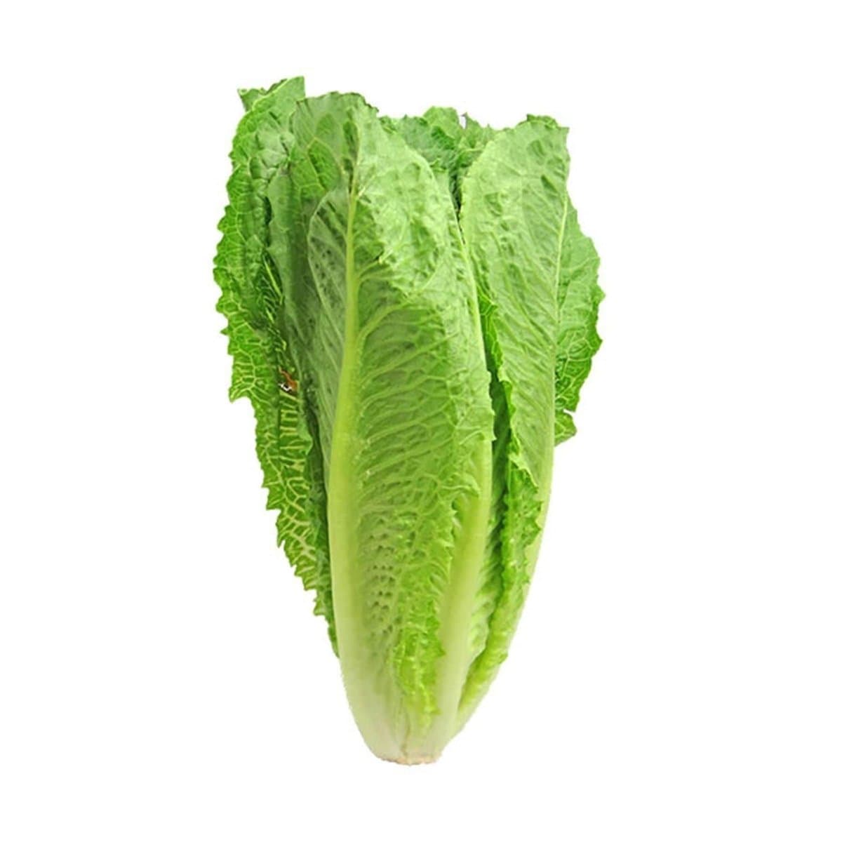 Corazón de Lechuga Romana Por Unidad Corazón de Lechuga Romana Por Unidad