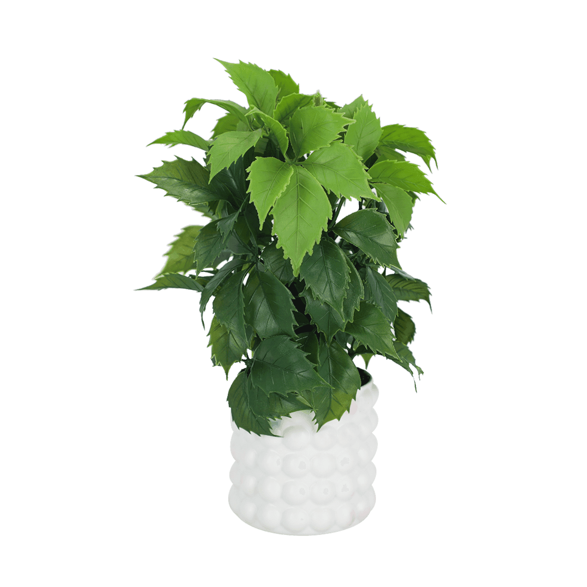 Planta Decorativa Fitonia R/ZL-25028 Planta Decorativa Fitonia R/ZL-25028
