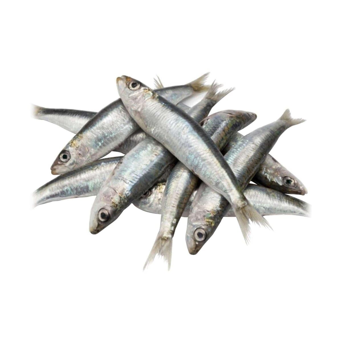 Sardina Criolla Por Libras Sardina Criolla Por Libras